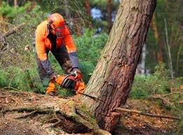 Best Tree Preservation Services  in Vardaman, MS